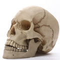 1:1 Mänsklig Huvudskalle Staty för Heminredning Resinfigurer Halloween Dekoration Skulptur Medicinsk Undervisningsskissmodell Hantverk