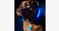 LED Hundhalsband – Håll ett öga på ditt husdjur!
