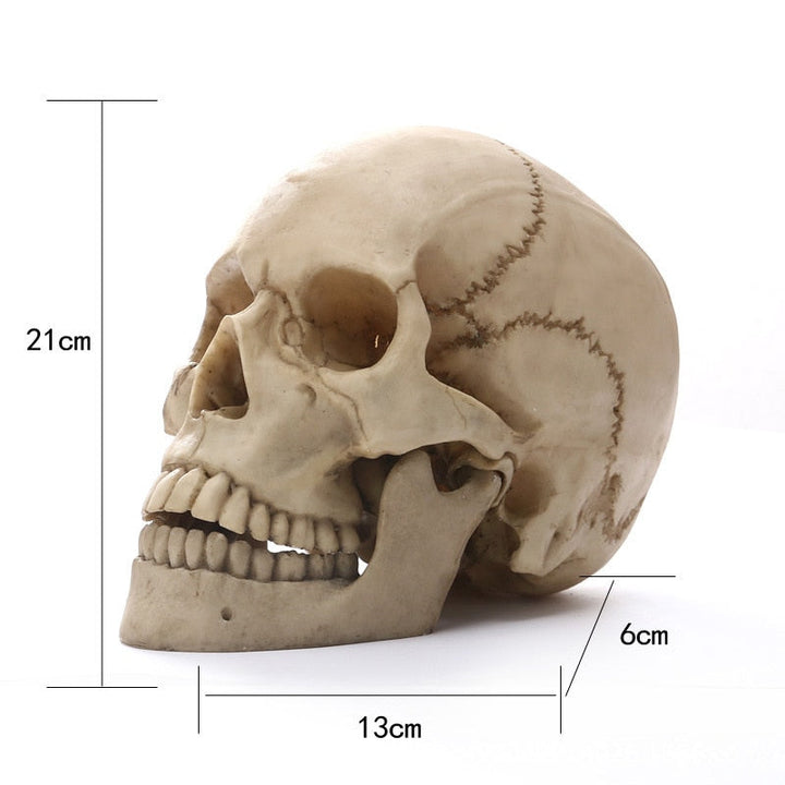 1:1 Mänsklig Huvudskalle Staty för Heminredning Resinfigurer Halloween Dekoration Skulptur Medicinsk Undervisningsskissmodell Hantverk