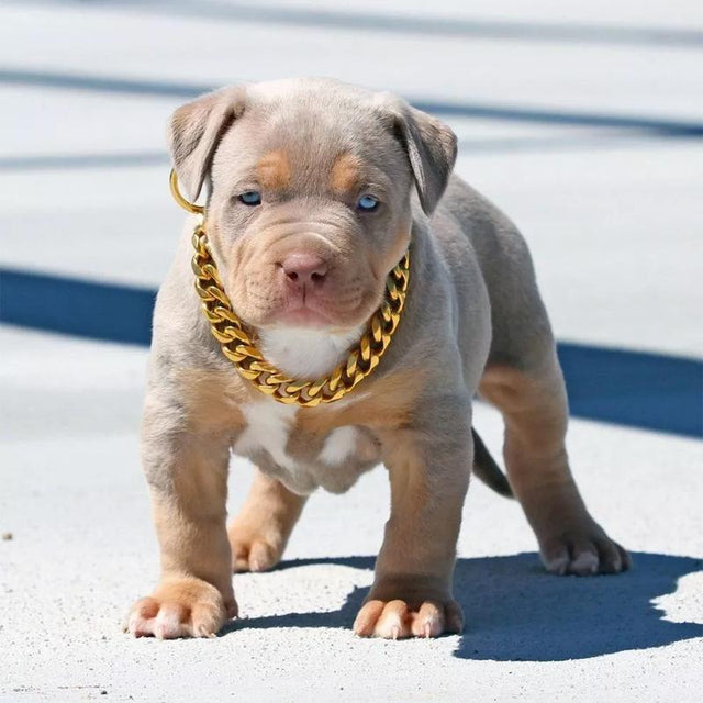 Husdjur Smycken Tjock Guld Kedja Halsband