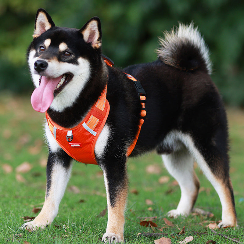 Reflekterande Hundsele |