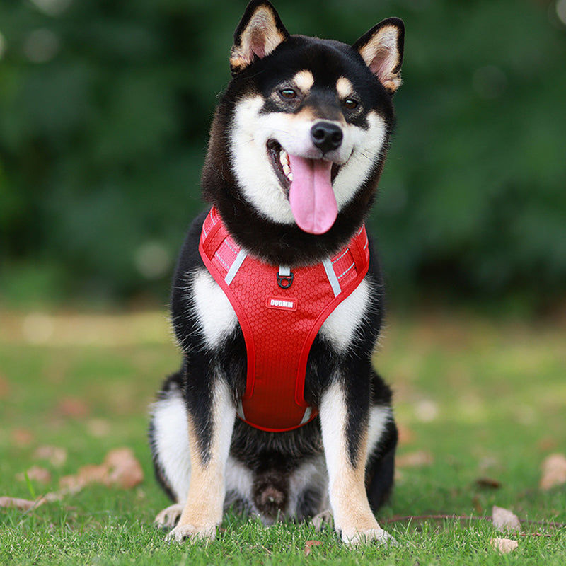 Reflekterande Hundsele |