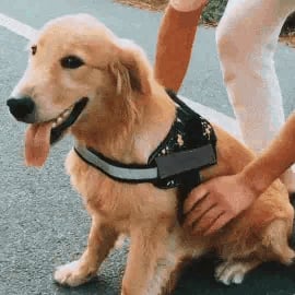 Anti Choke Hundsele