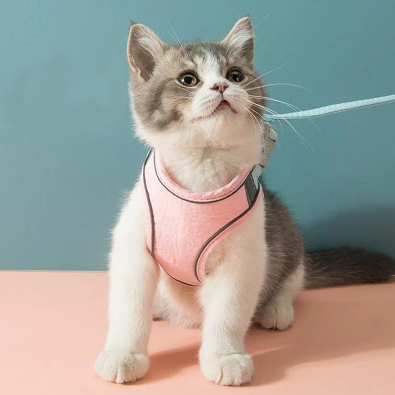 Kattvästsele och koppelset