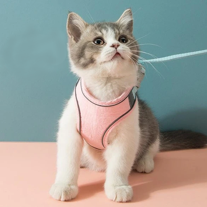 Kattvästsele och koppelset