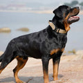 Taktisk Hundhalsband med Handtag – GripMaster