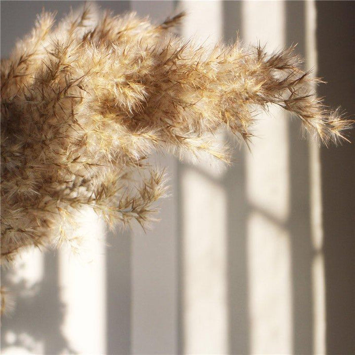 60 cm naturlig, verklig, brun-beige torkad pampasgräsbukett │ fluffig fjäder för modern boho heminredning