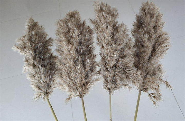 60 cm naturlig, verklig, brun-beige torkad pampasgräsbukett │ fluffig fjäder för modern boho heminredning