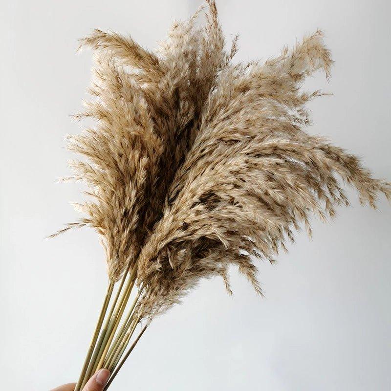 60 cm naturlig, verklig, brun-beige torkad pampasgräsbukett │ fluffig fjäder för modern boho heminredning