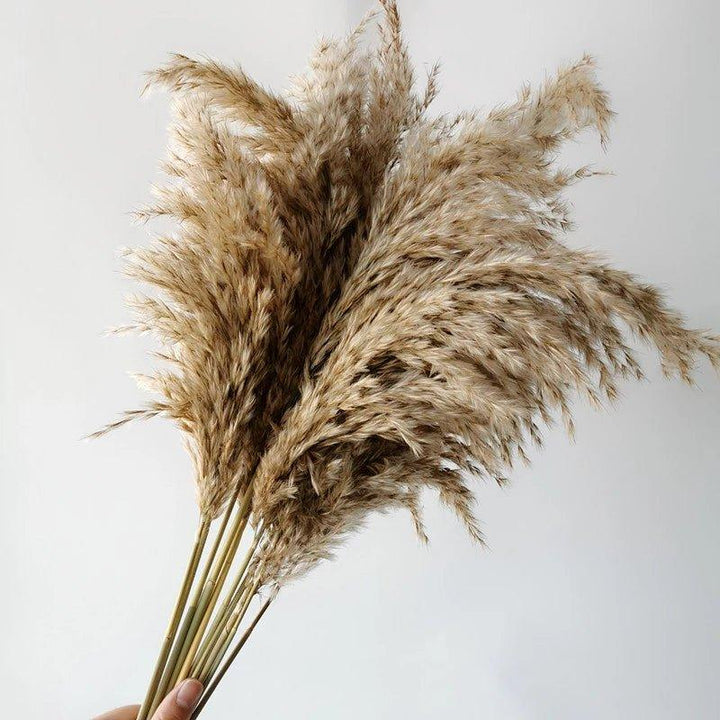 60 cm naturlig, verklig, brun-beige torkad pampasgräsbukett │ fluffig fjäder för modern boho heminredning