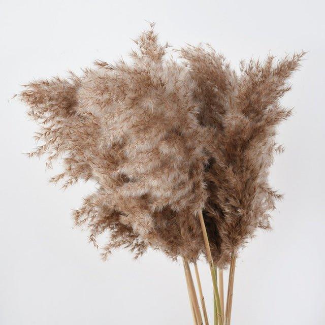 60 cm naturlig, verklig, brun-beige torkad pampasgräsbukett │ fluffig fjäder för modern boho heminredning