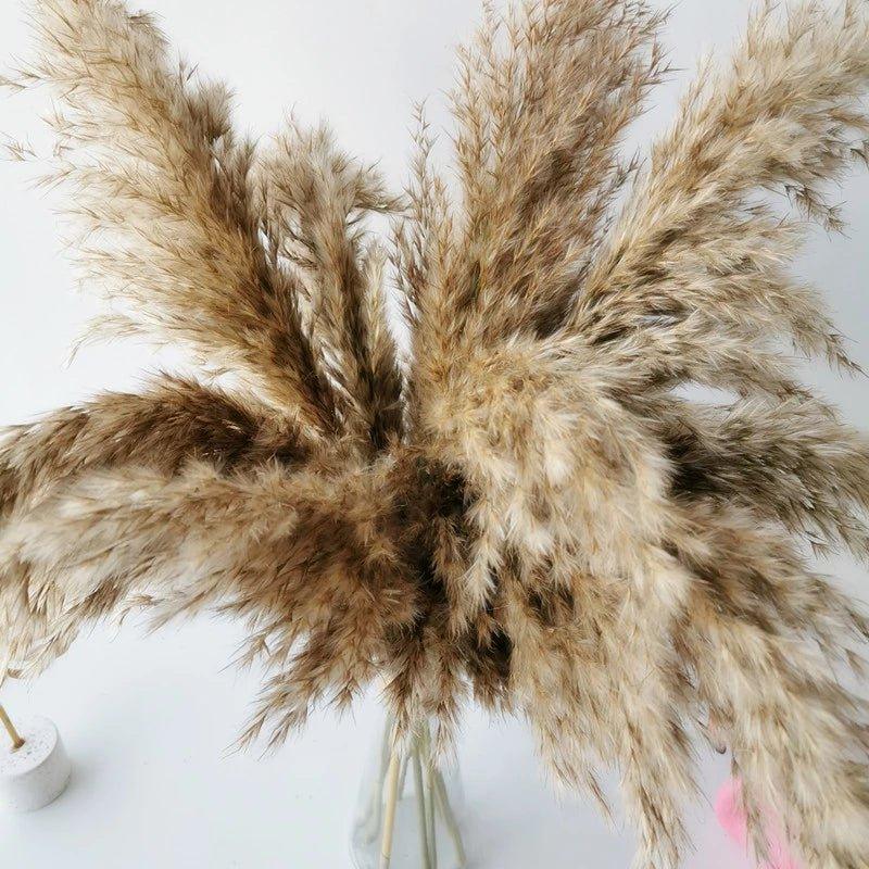 60 cm naturlig, verklig, brun-beige torkad pampasgräsbukett │ fluffig fjäder för modern boho heminredning