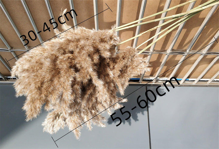 60 cm naturlig, verklig, brun-beige torkad pampasgräsbukett │ fluffig fjäder för modern boho heminredning