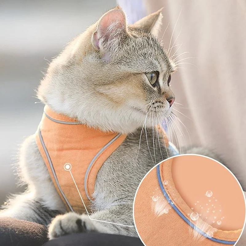 Kattvästsele och koppelset