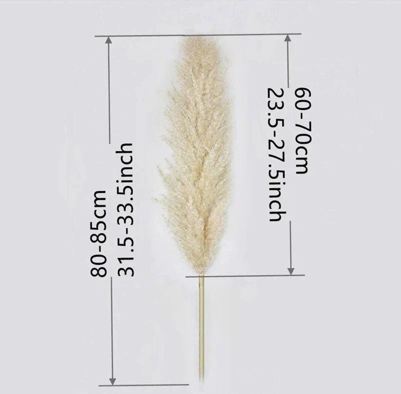 80 cm naturlig, verklig torkad pampasgräsbukett (vit / beige / grå) │ fluffig fjäder för modern boho heminredning