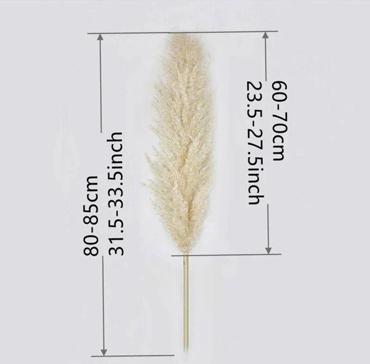 80 cm naturlig, verklig torkad pampasgräsbukett (vit / beige / grå) │ fluffig fjäder för modern boho heminredning