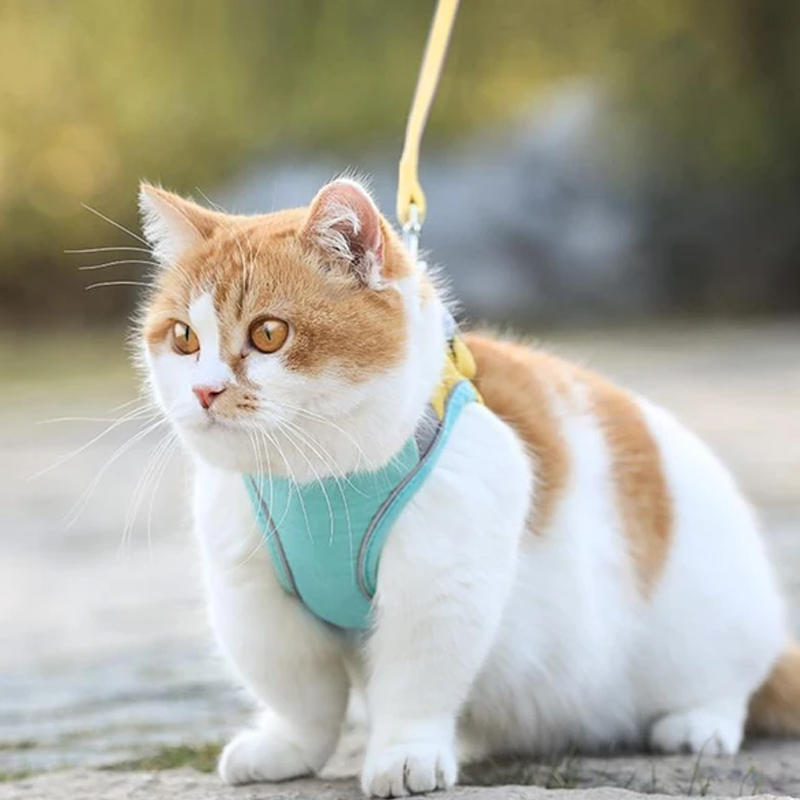 Kattvästsele och koppelset