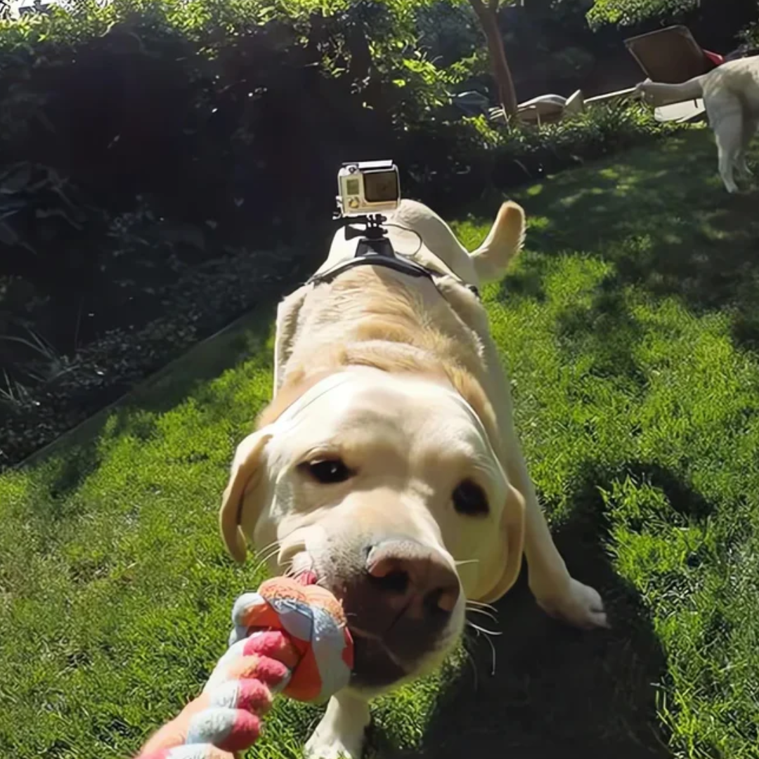Action-Kamera Hundsele med 360° Perspektiv