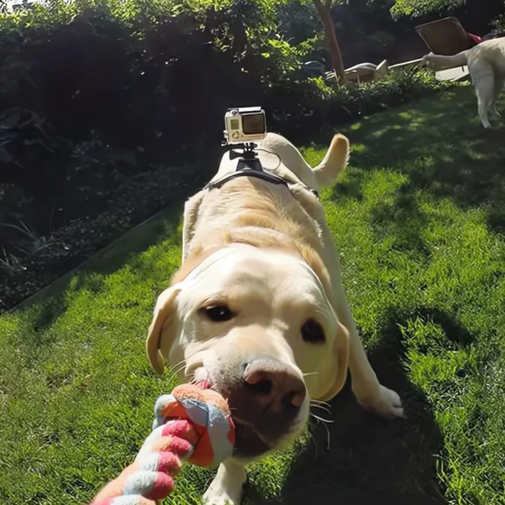 Action-Kamera Hundsele med 360° Perspektiv