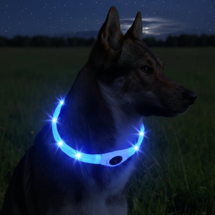 LED-ljuskrage för hundar för säkra promenader på natten