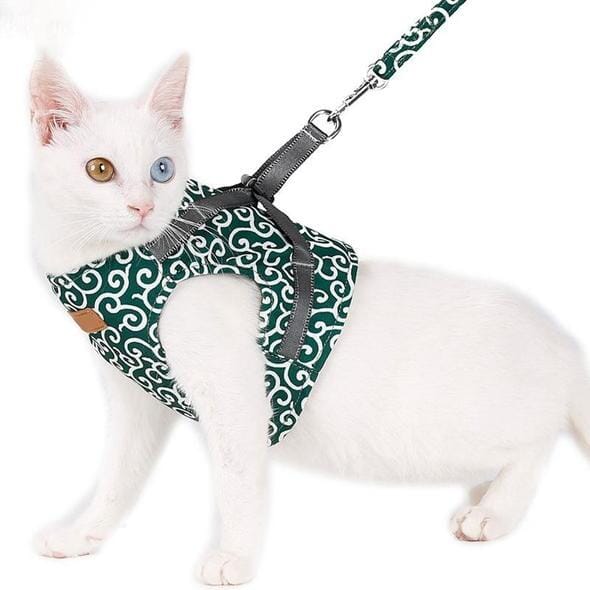 Katt västsele och koppelset för promenader