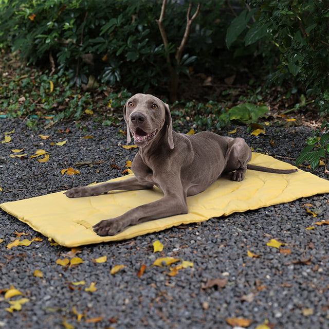 Fällbar Vattentålig Bärbar Hundbilsätesmatta Hundcampingmatta