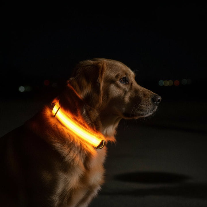 LED Säkerhets Hundhalsband med Justerbar Passform