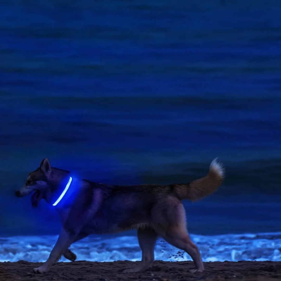 LED Säkerhets Hundhalsband med Justerbar Passform