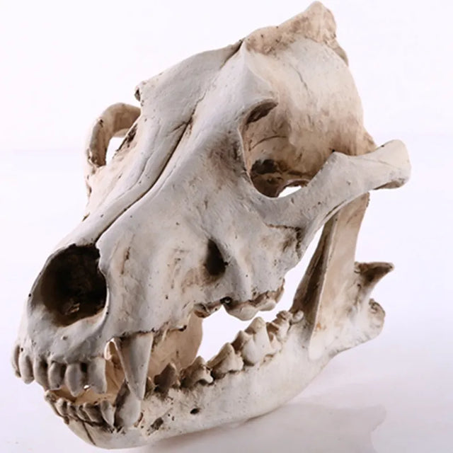 Vargskalle Skulptur Modell