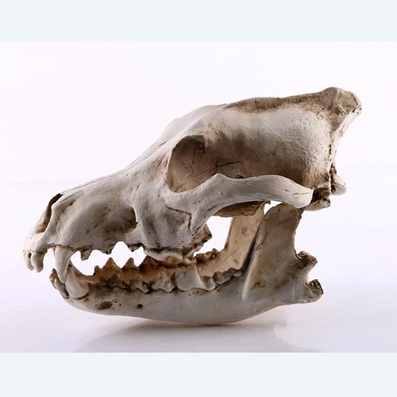Vargskalle Skulptur Modell