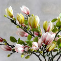 Livaktiga konstgjorda magnoliagrenar