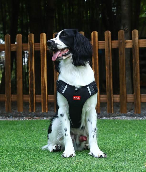 anti-drag hundsele för smärtfri promenader