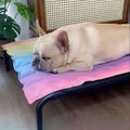 IcePup Frenchie Sommar Kylmatta med Avancerad Is Teknik |