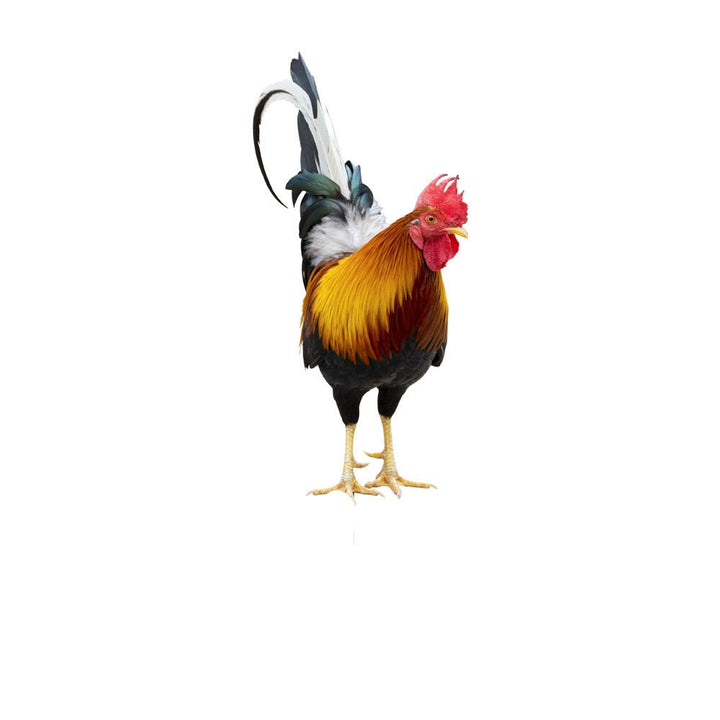 Trädgårdsfigur: Fjäderprydnad