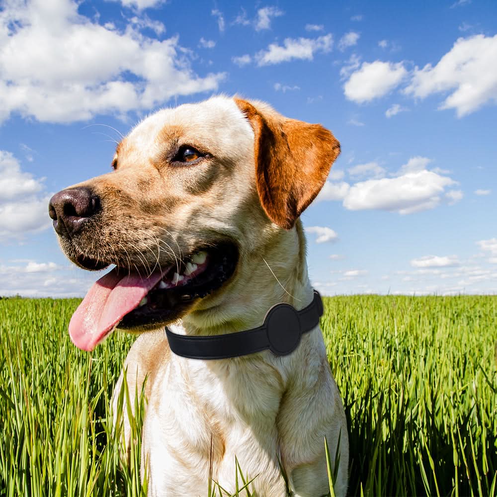 Hundhalsband med integrerat AirTag-fäste för säkerhet och stil