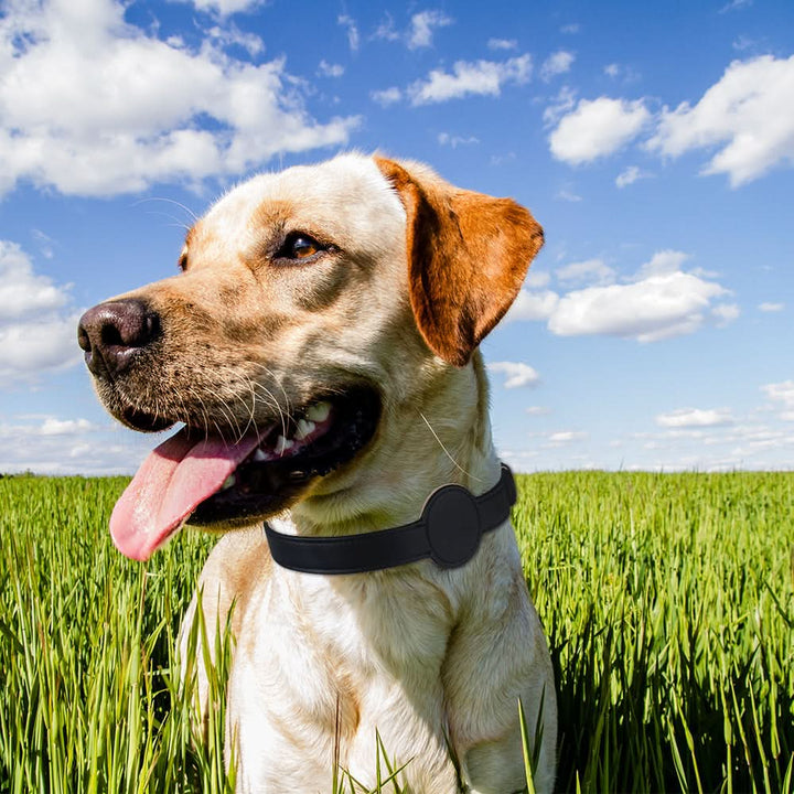 Hundhalsband med integrerat AirTag-fäste för säkerhet och stil