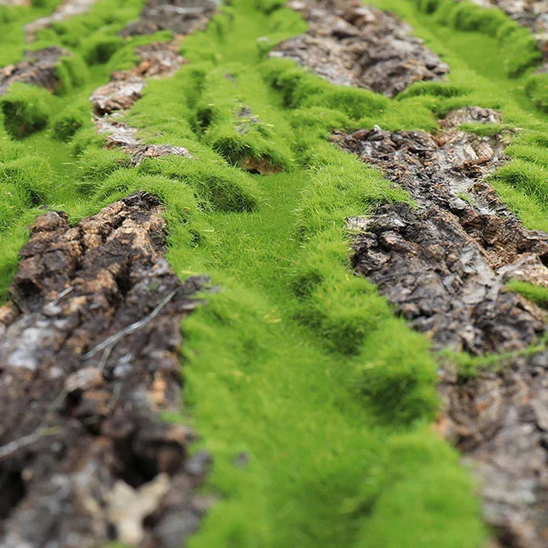 DIY Väggdekoration Grön Växt Bark