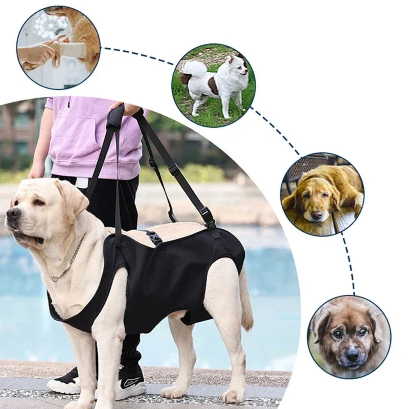 Reha-Hundsele med Stabilt Bärhandtag