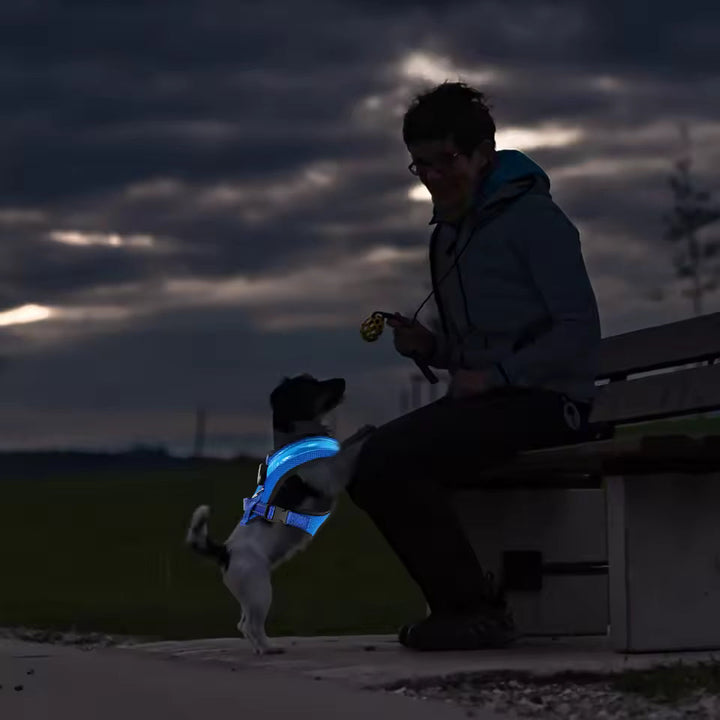 LED Hundsele USB-laddningsbar &amp; justerbar