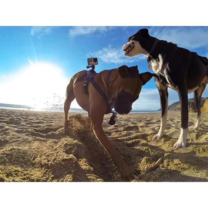Action-Kamera Hundsele med 360° Perspektiv