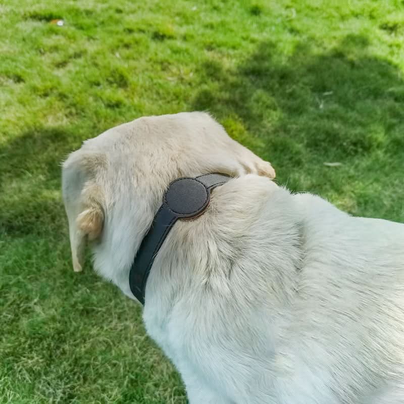 Hundhalsband med integrerat AirTag-fäste för säkerhet och stil