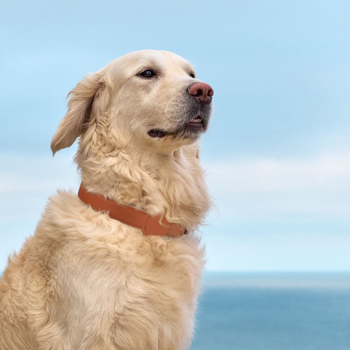 Hundhalsband med integrerat AirTag-fäste för säkerhet och stil