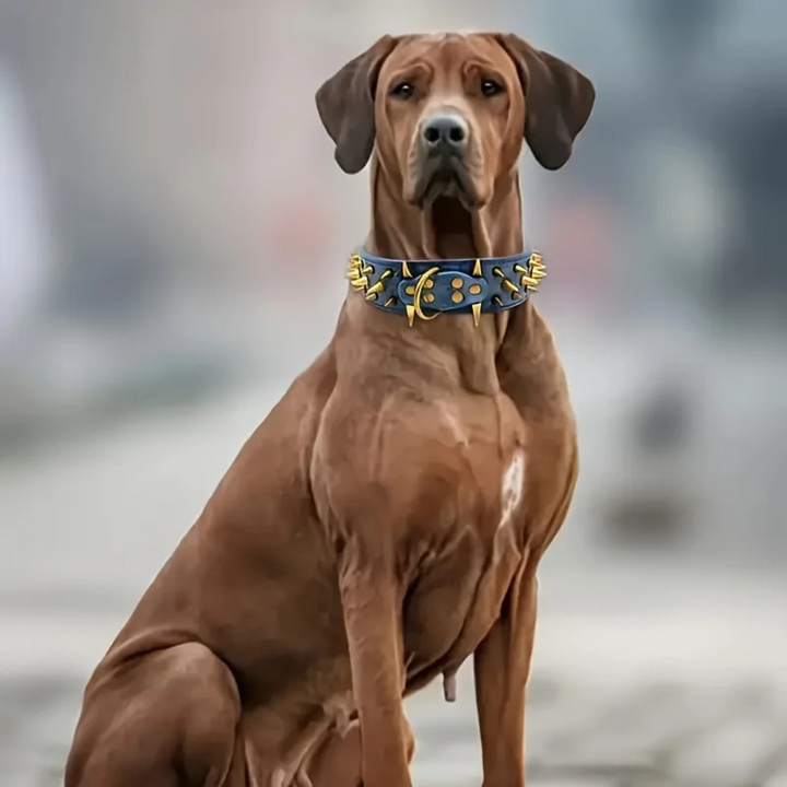 Hundhalsband med nitar för stora hundar