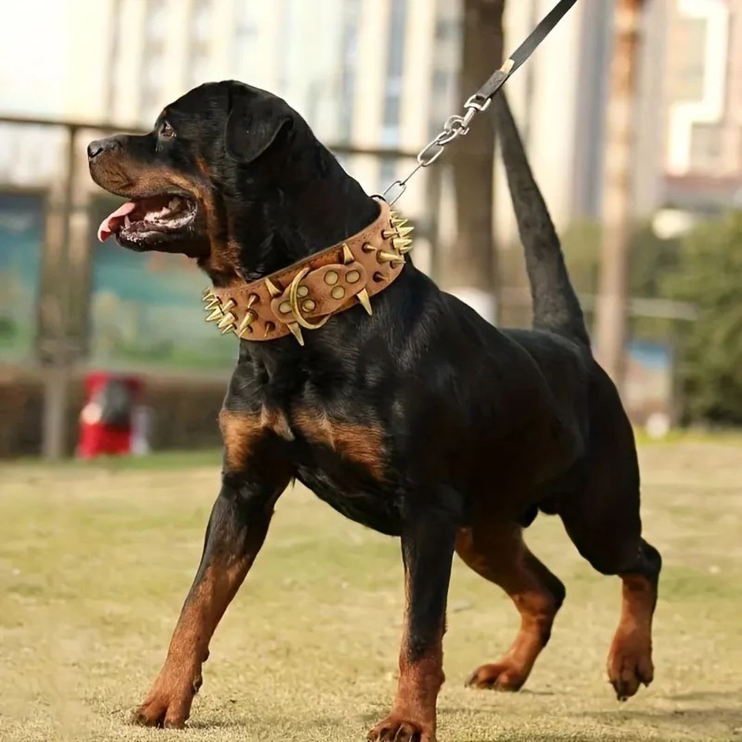 Hundhalsband med nitar för stora hundar