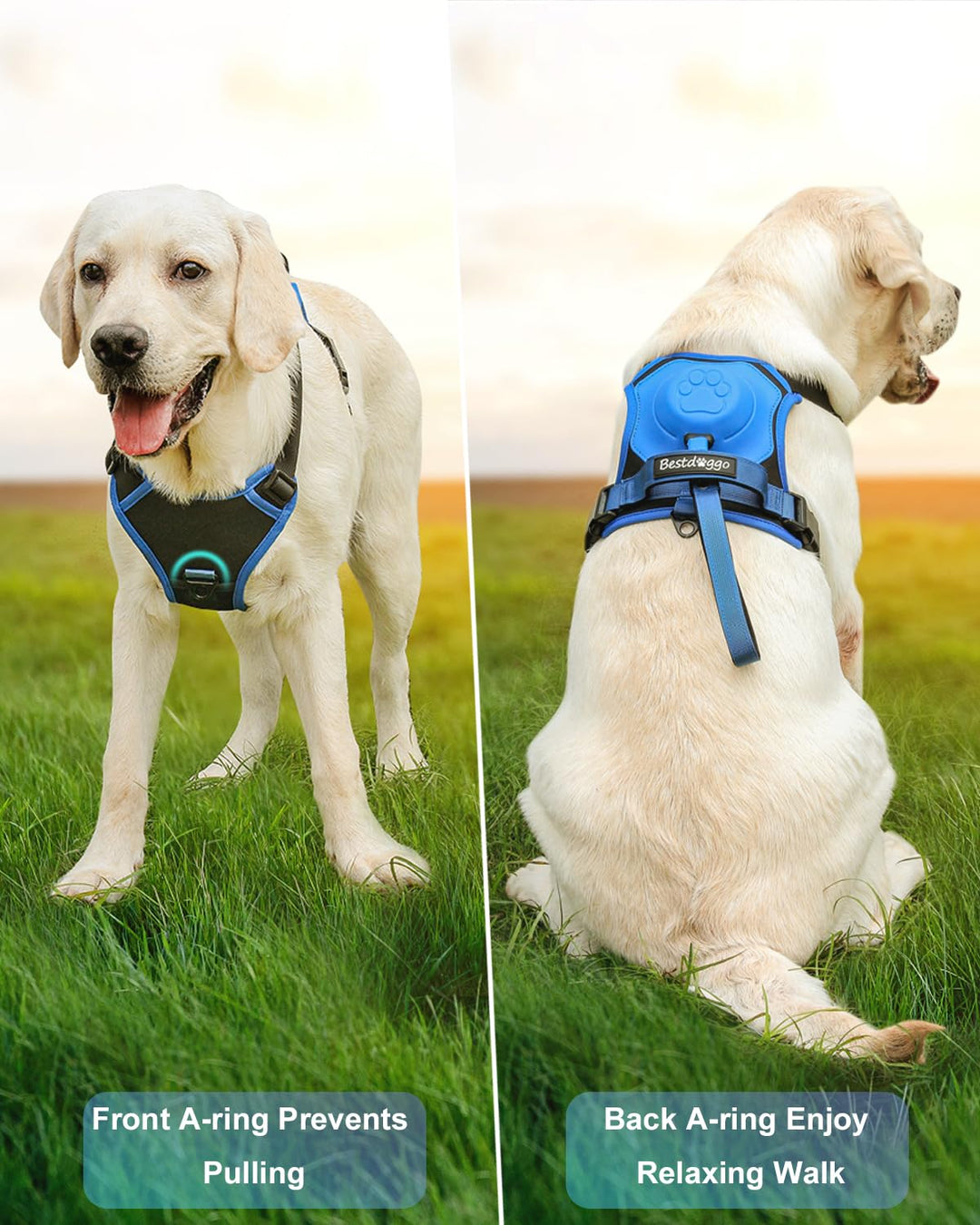 mamymarket™ - Hundsele och utdragbar koppelset All-in-One