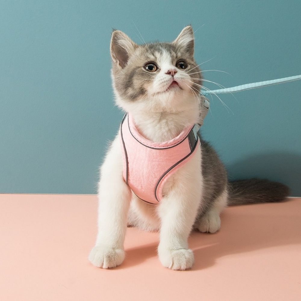 Kattsele - Oscar