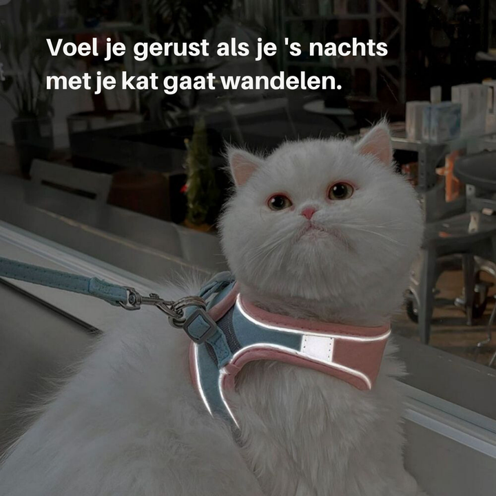 Kattsele - Oscar