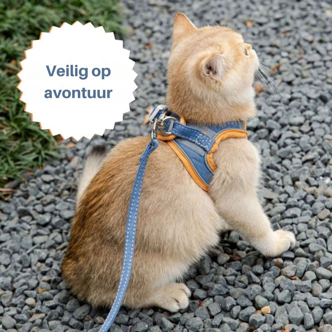 Kattsele - Oscar