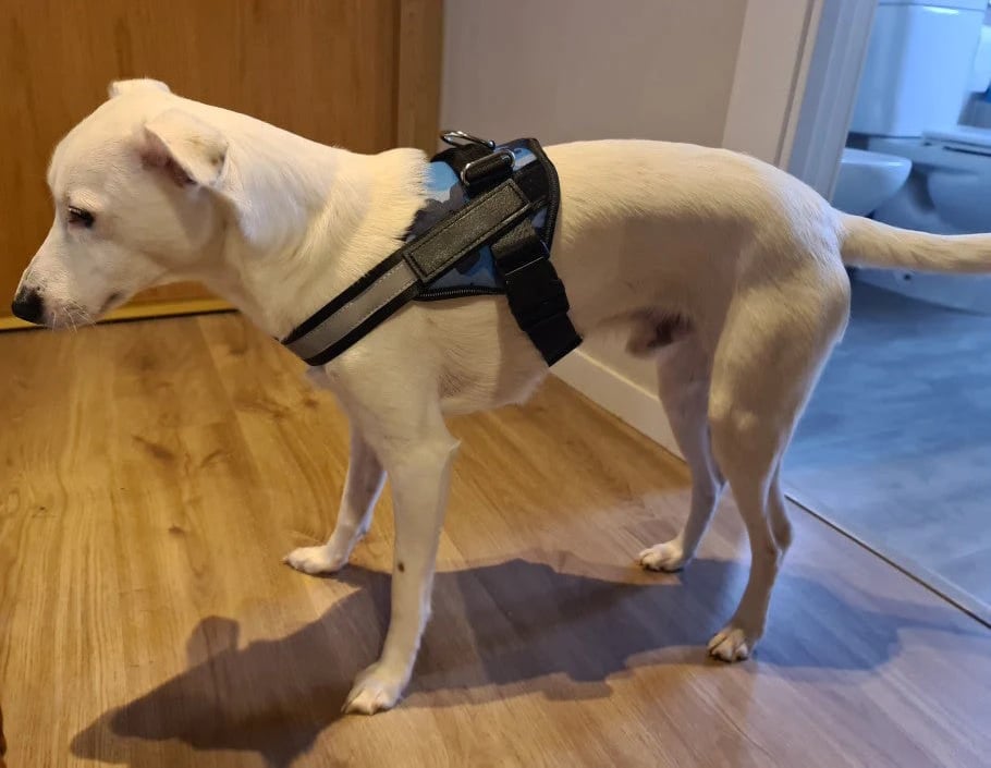 Anti Choke Hundsele