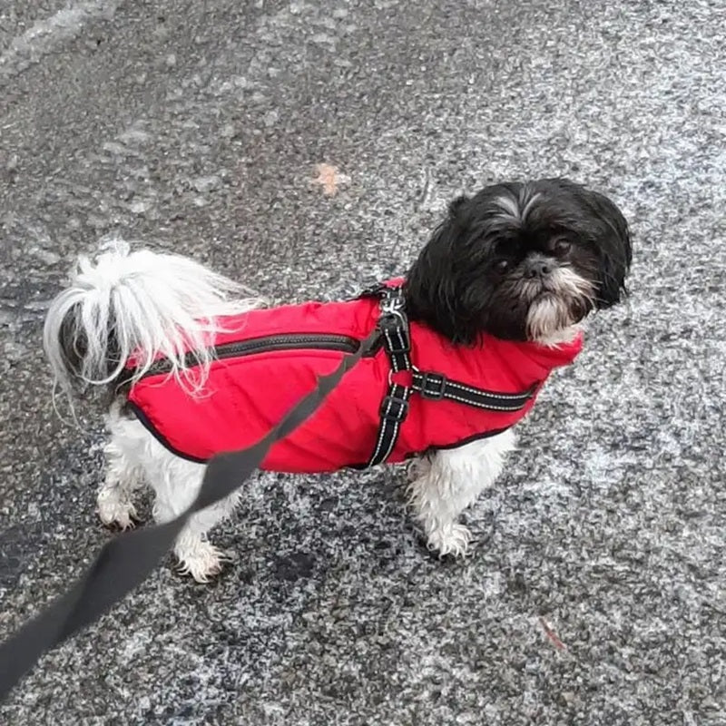 Vattentät Hundjacka för Vinter med Reflekterande Inbyggd Sele